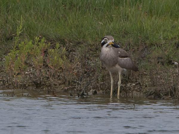 <h3><a href="/trips/srilanka/biota/animalia/chordata/aves/024 charadriiformes/002 burhinidae/esacus recurvirostris/esacus recurvirostris-nl.html">Esacus&nbsp;recurvirostris</a> / Great&nbsp;stone‑curlew / Grote&nbsp;griel</h3>NIKON D500 met AF-S Nikkor 80-400mm f/4.5-5.6G ED VR, 1/800 sec  bij F8.0, ISO 200, afstand 50.1&nbsp;m